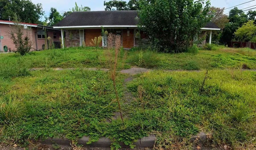 Overgrown front yard with tall grass and weeds before service