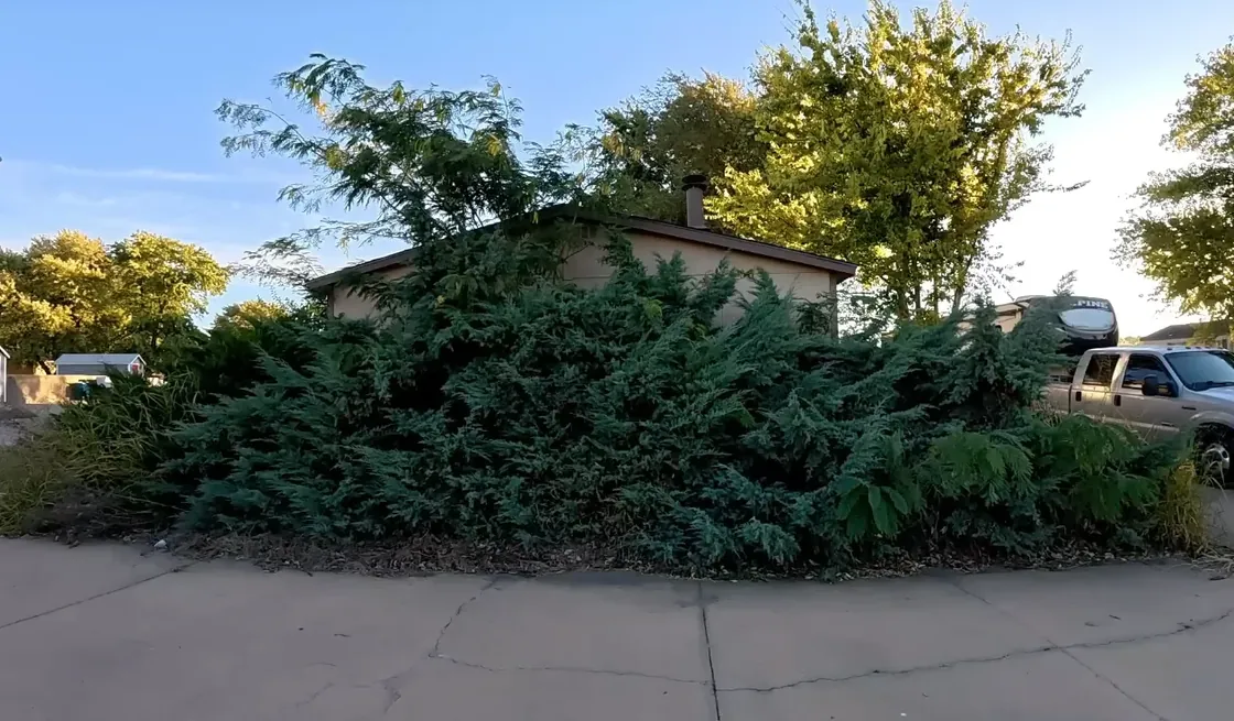 Overgrown juniper shrubs covering the front of a home before removal