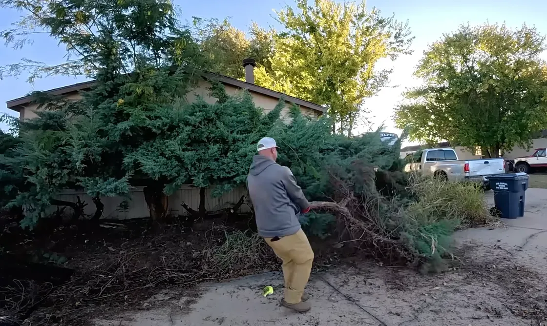 Crew clearing overgrown shrubs and debris during a yard restoration