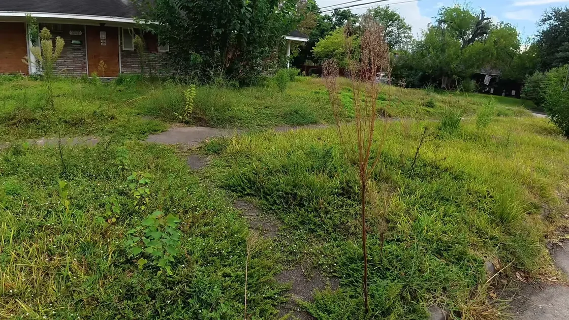 Lawn showing crabgrass and broadleaf weed pressure before treatment